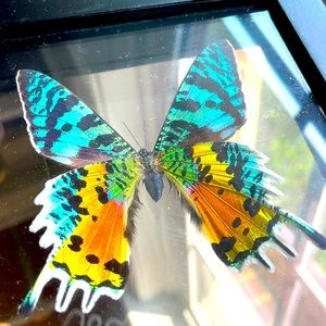 Framed Multicolor Butterfly